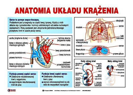 Wymień 3 Funkcje Układu Krwionośnego Układ krążenia