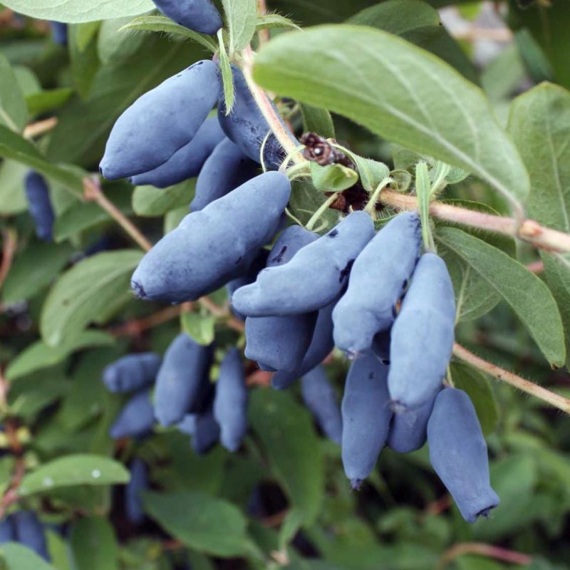 kamchatka_berry